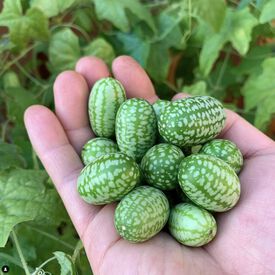 Mexican Sour Gherkin, Cucumber Seeds